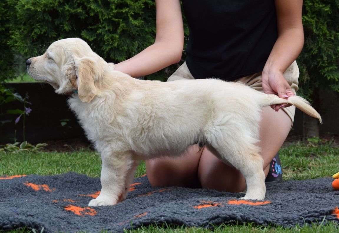 Golden Retriever szczenięta Zkwp fci