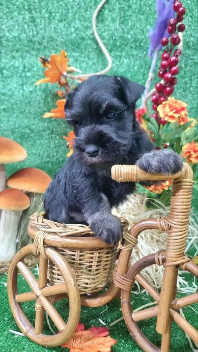 Цуценята цвергшнауцера