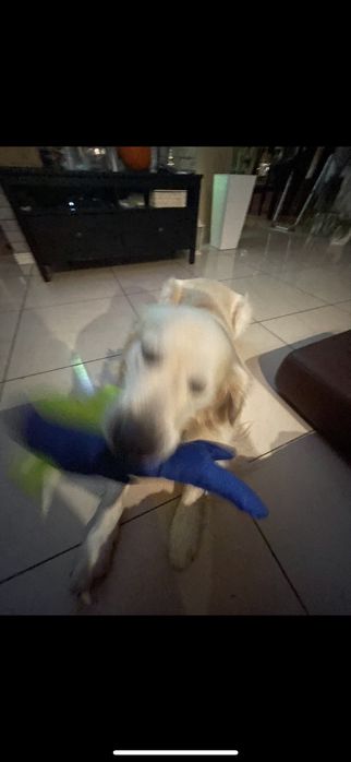 Opieka nad psem w domu – małe i średnie psy, cały tydzień, weekendy