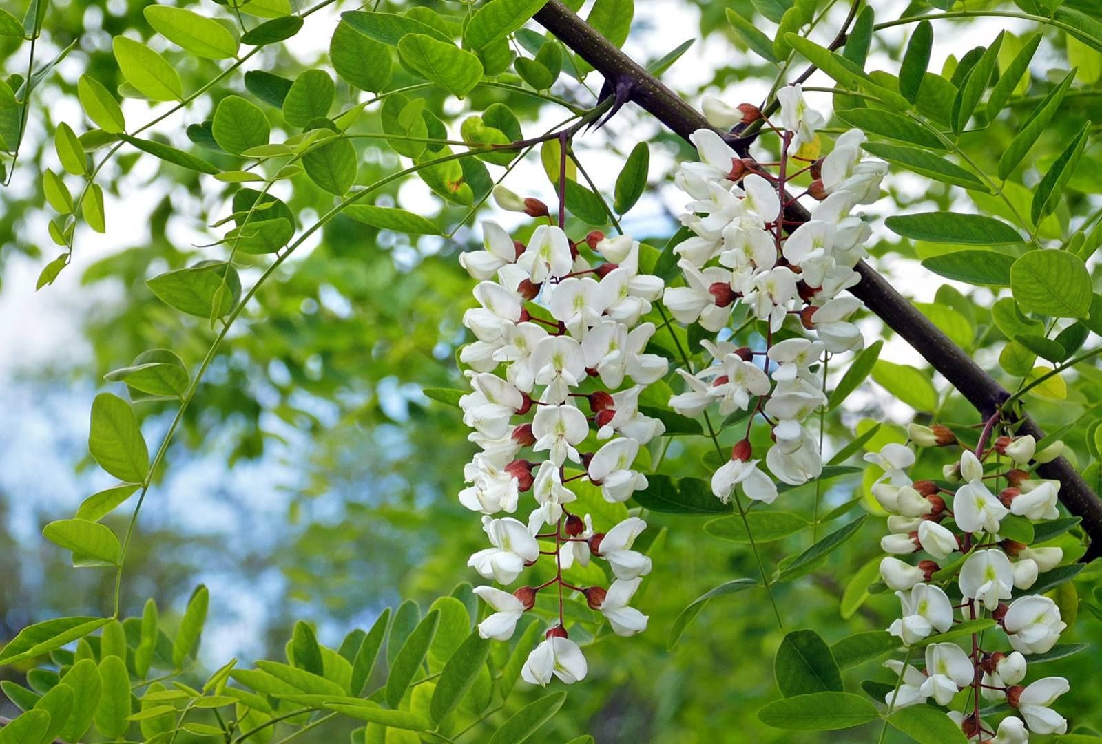 Продам саженцы клёна,тополя,акации,вишни,ежевики,хмеля