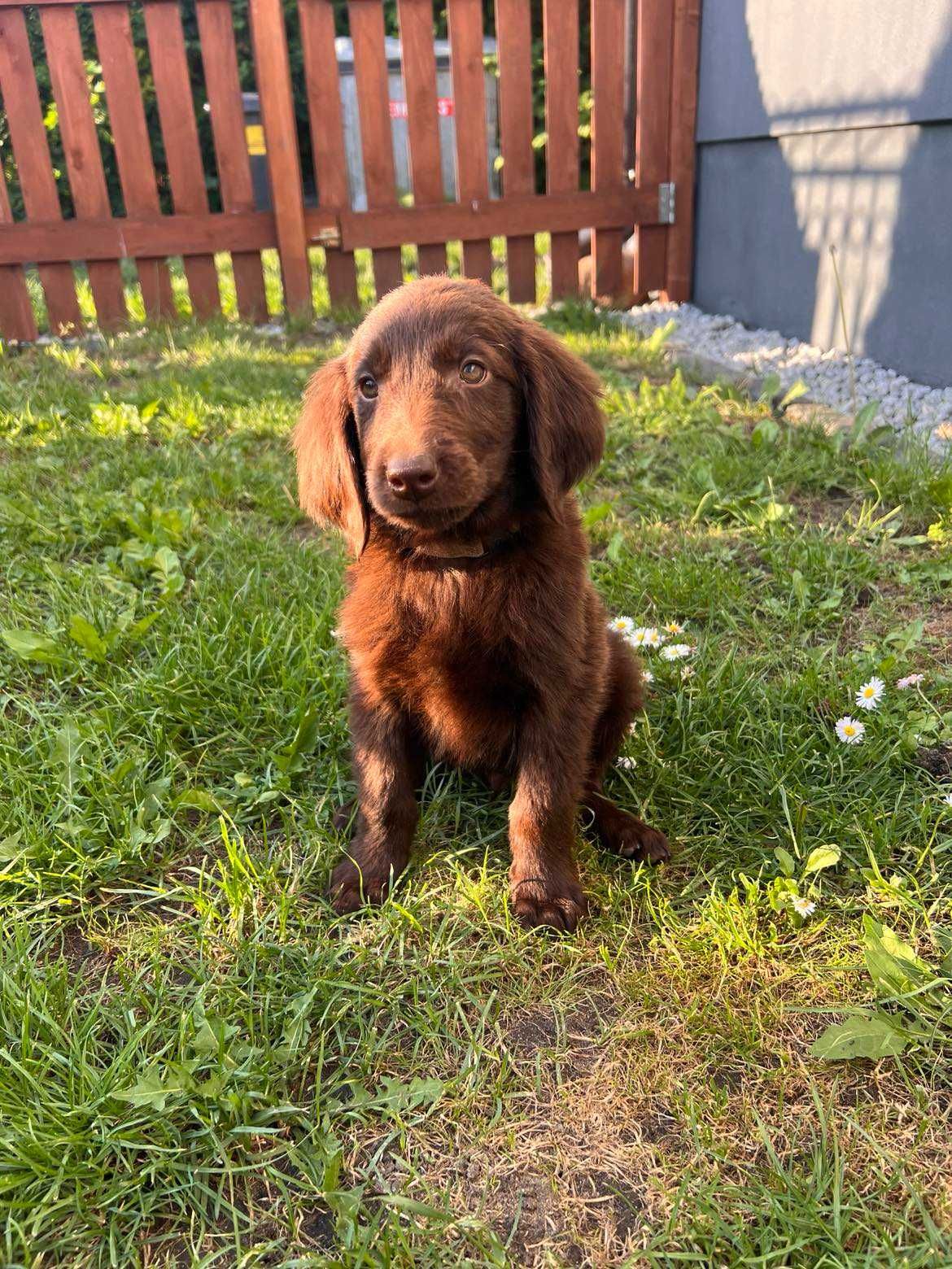 Flat Coated Retriever FCI gotowy do odbioru.