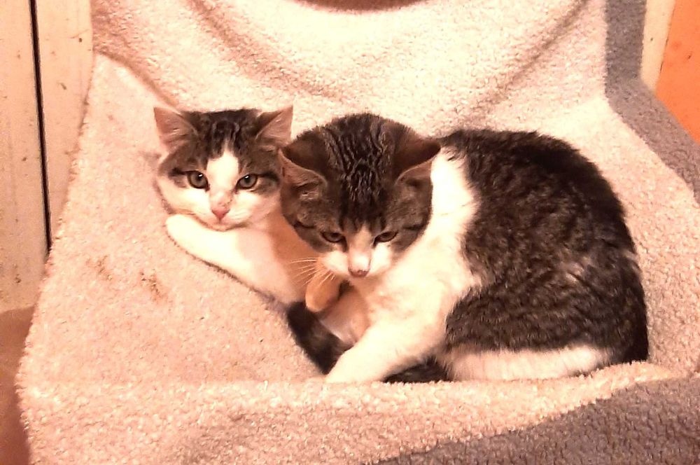 Jaś i Małgosia – 3 miesięczne rodzeństwo szuka domu!!!