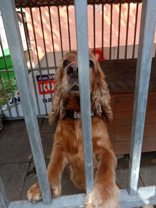 Bursztyn szuka odpowiedzialnego domu !!