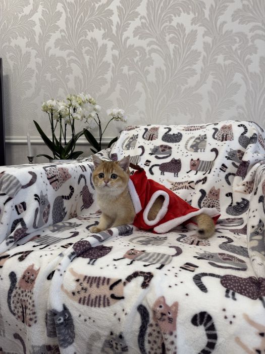 Шотладські кошенята Золоті щиншили