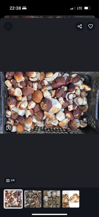 Sprzedam borowik szkachwtny 500 g