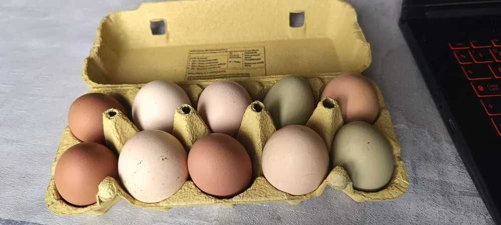 jajka od kur z wolnego wybiegu