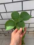 Planta Boldo em vaso - Plectranthus barbatus