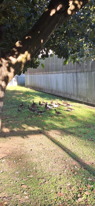 Vendo patos mandarins