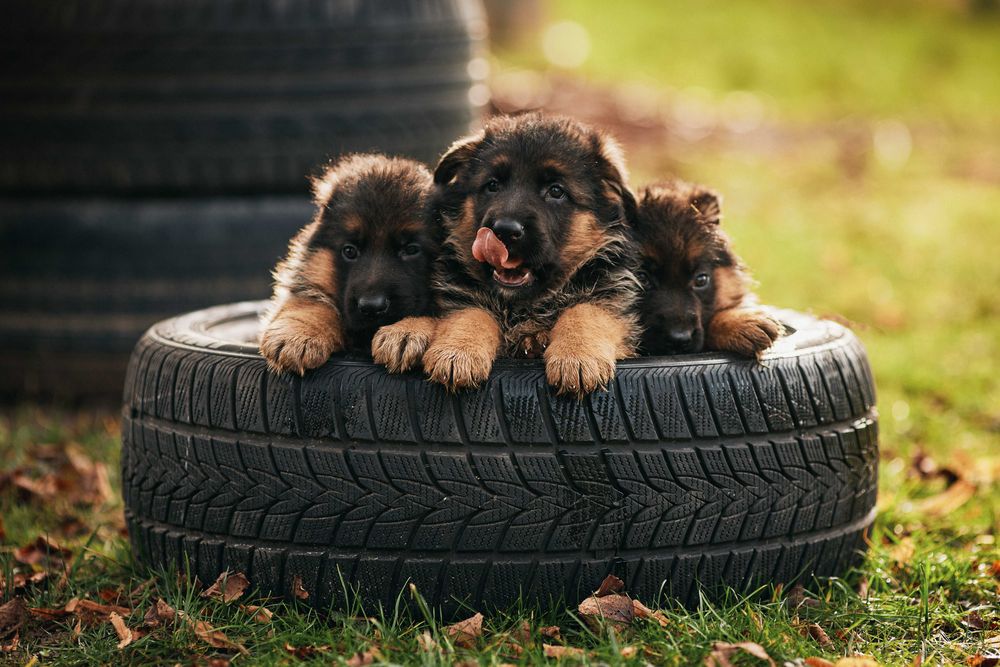 Owczarek niemiecki Owczarki niemieckie