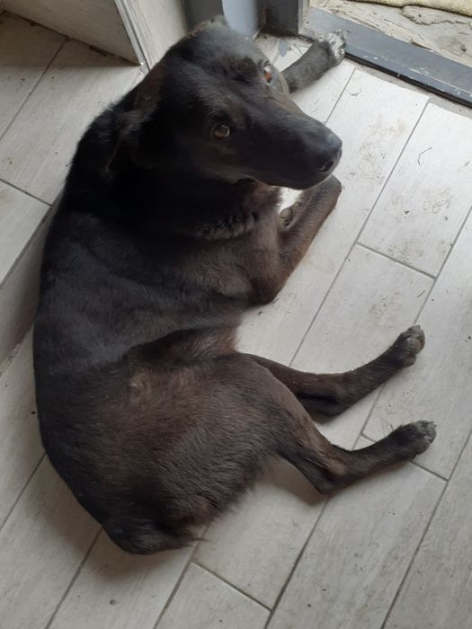 Сдам дом пос.Передаточный