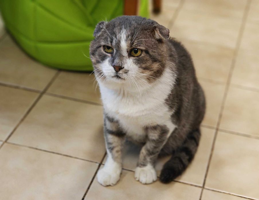 Кіт з тяжкою долею шукає люблячий дім, Матвій 5 років