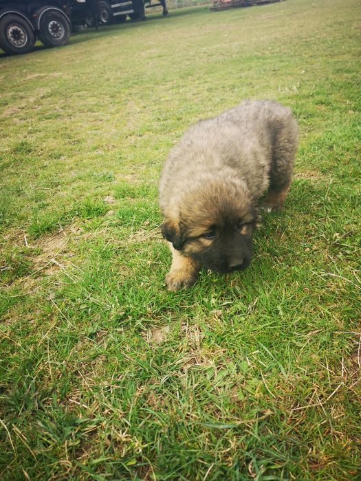 Oddam szczeniaka typu  owczarka kaukaskiego