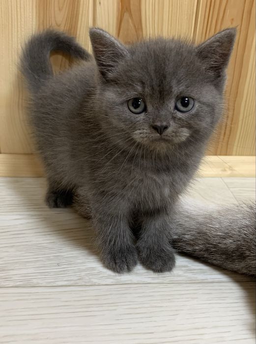 Шотландські кошенята , дівчинка , димчаста