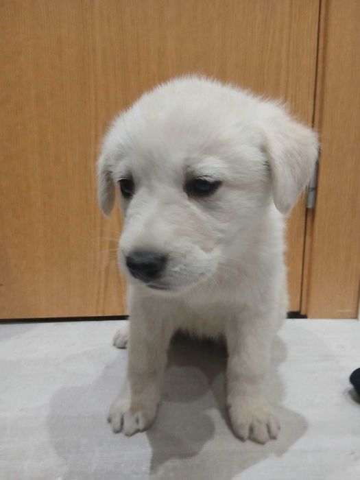 Dou cães 3 machos 3 femeas