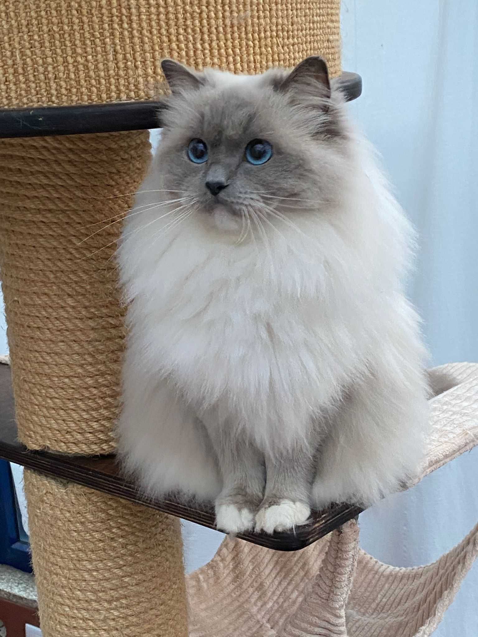 Gatinha Ragdoll com pedigree
