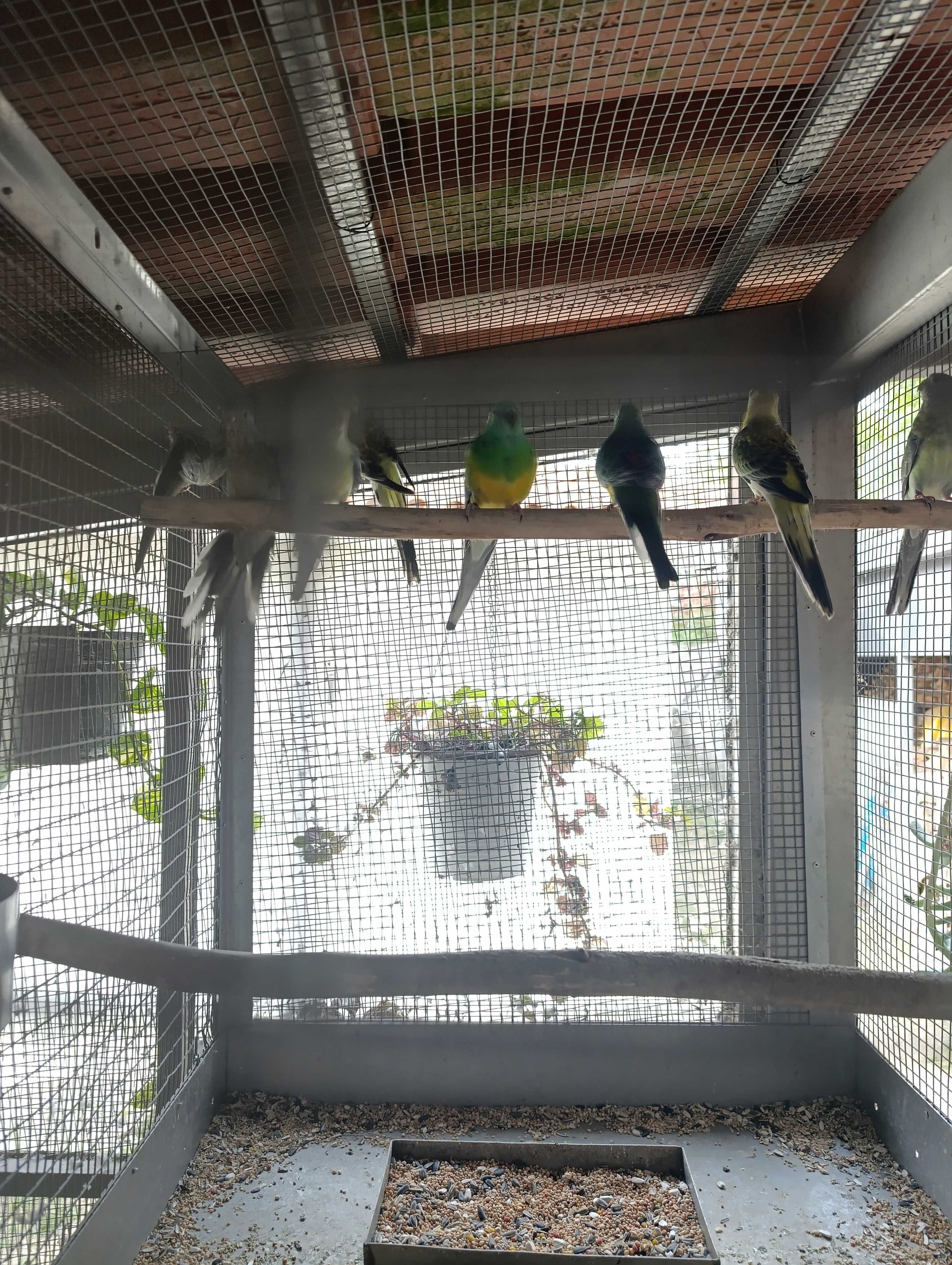 Canários e outras aves