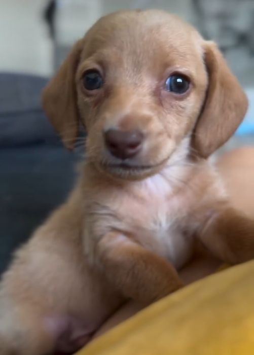 Карамельна красуня міні.