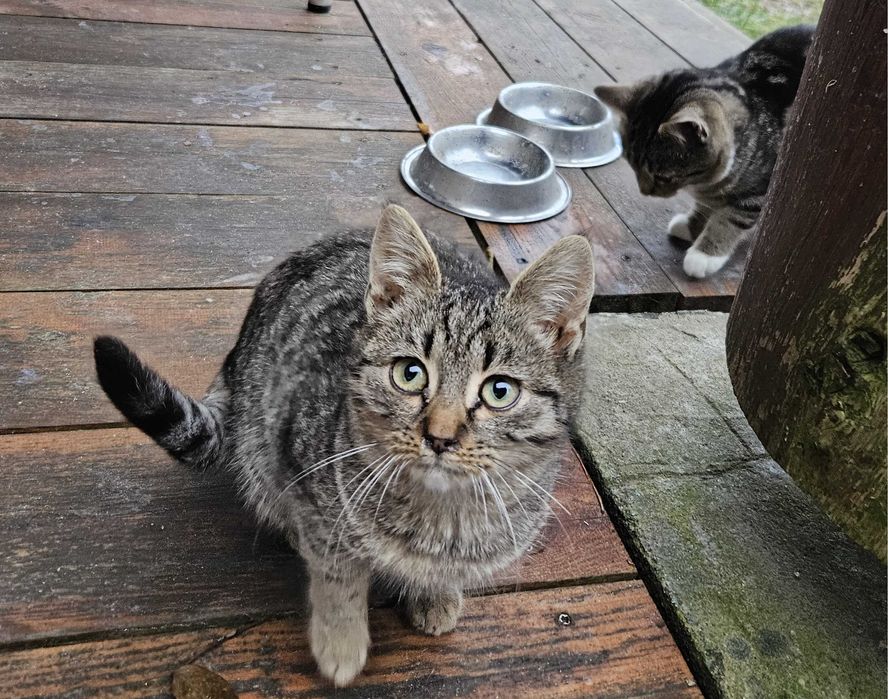 Trzy 4-miesięczne kotki szukają domu