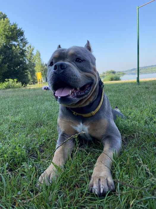 Вязка Булли