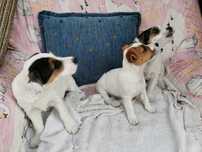 Jack Russell Terrier szczeniaki