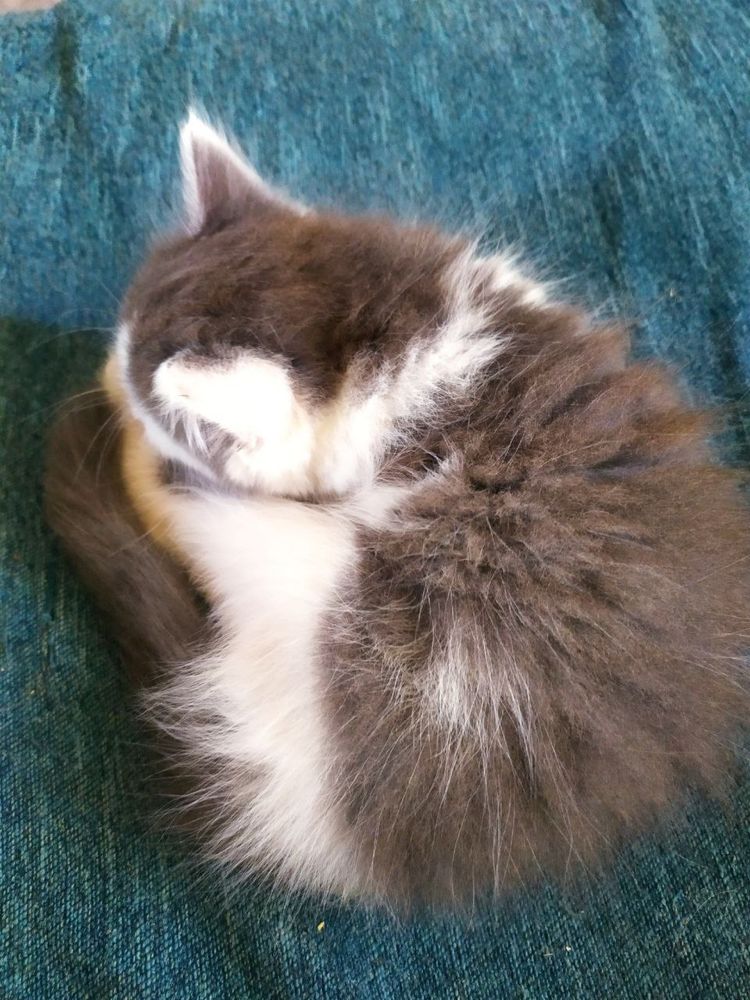 Віддам котика хлопчик