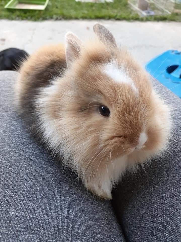 KIT Coelhos anões mini holandês e angorá muito dóceis