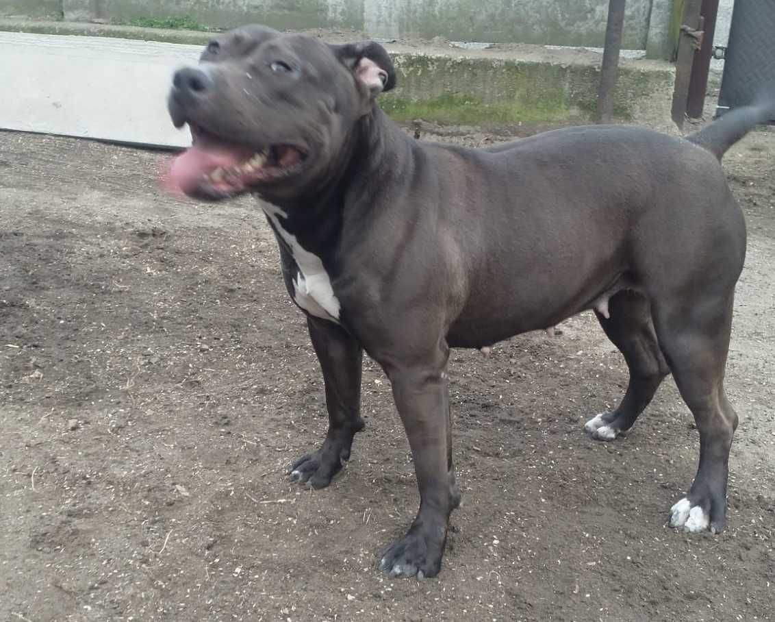 Piękny Szczeniak American Staffordshire Terier .suczka