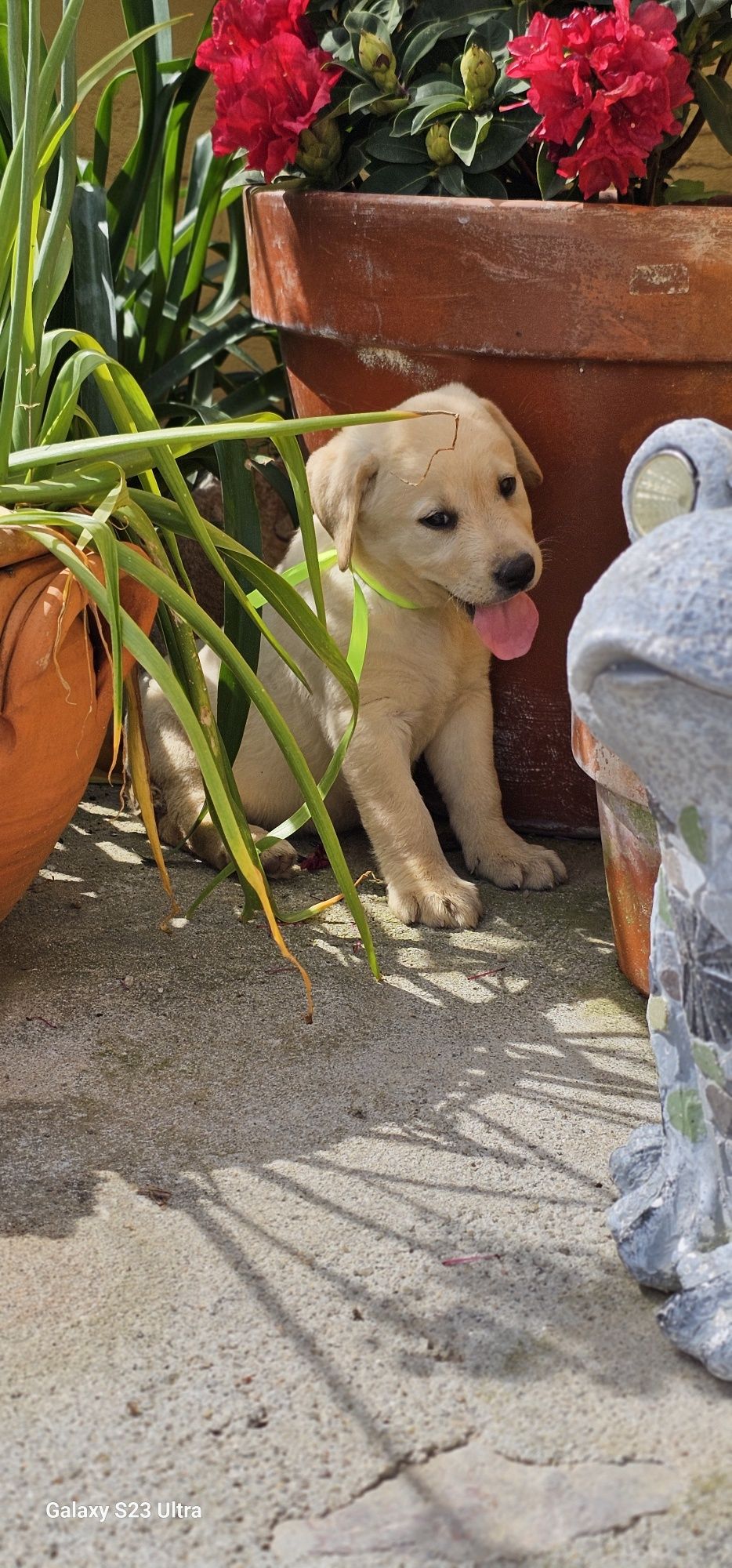 Labrador retriever