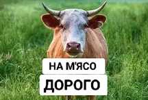Купую дорого! Корови, коні, бики , телята.