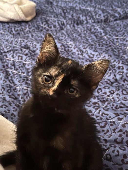 Кошення в хороші руки