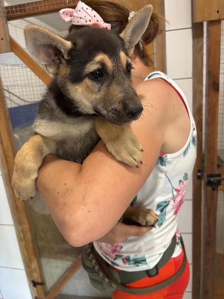 Trzy suki w typie Owczarek Niemiecki ,szukają domów.