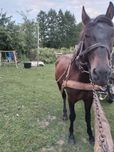 Продам жеребця два роки