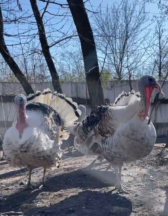 Жива домашня птиця