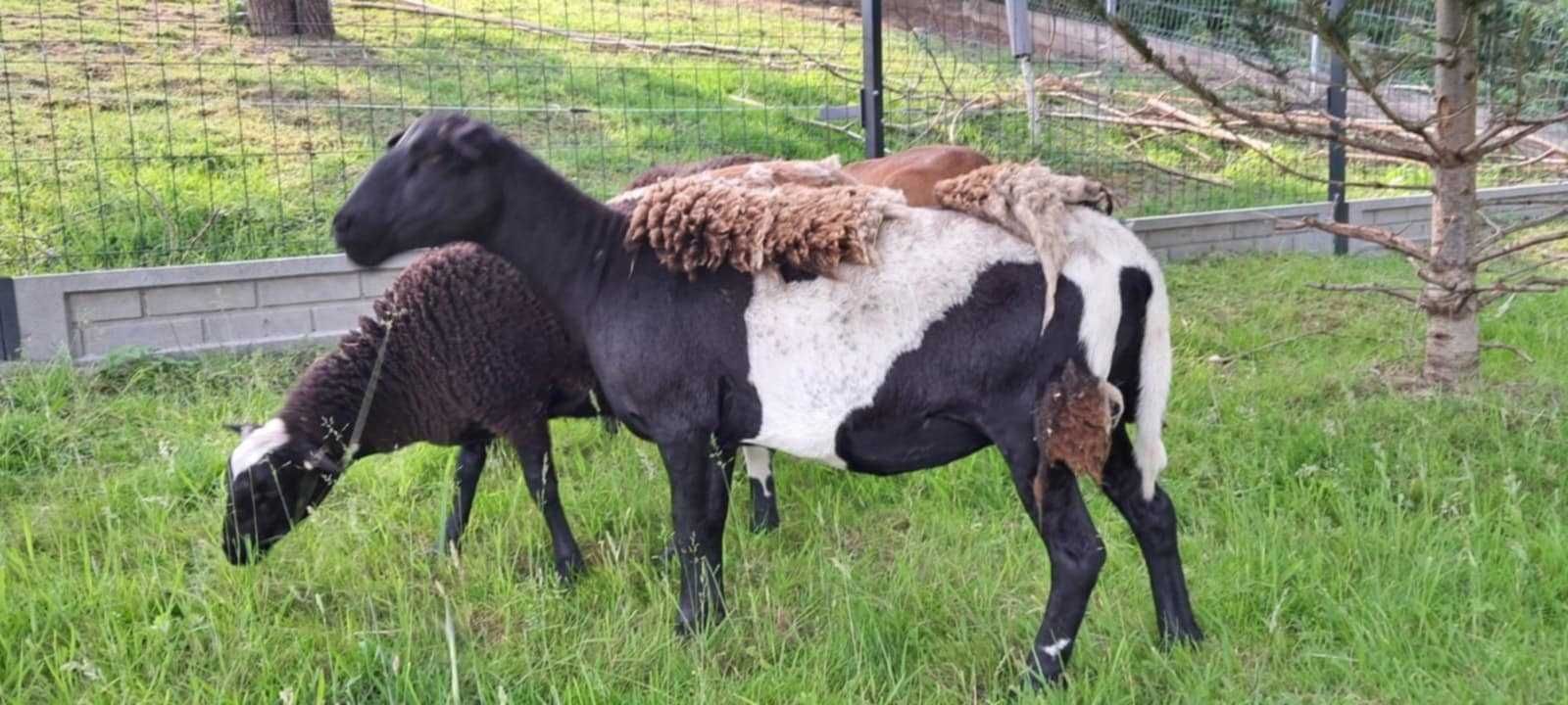 SPRZEDAM owcę dorper kamerun