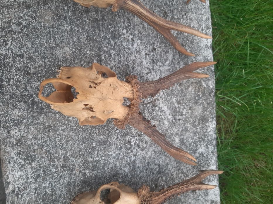 Rogi  z czaszkami  6 szt   dla  myśliwego   kompletne   uzębienie  w p