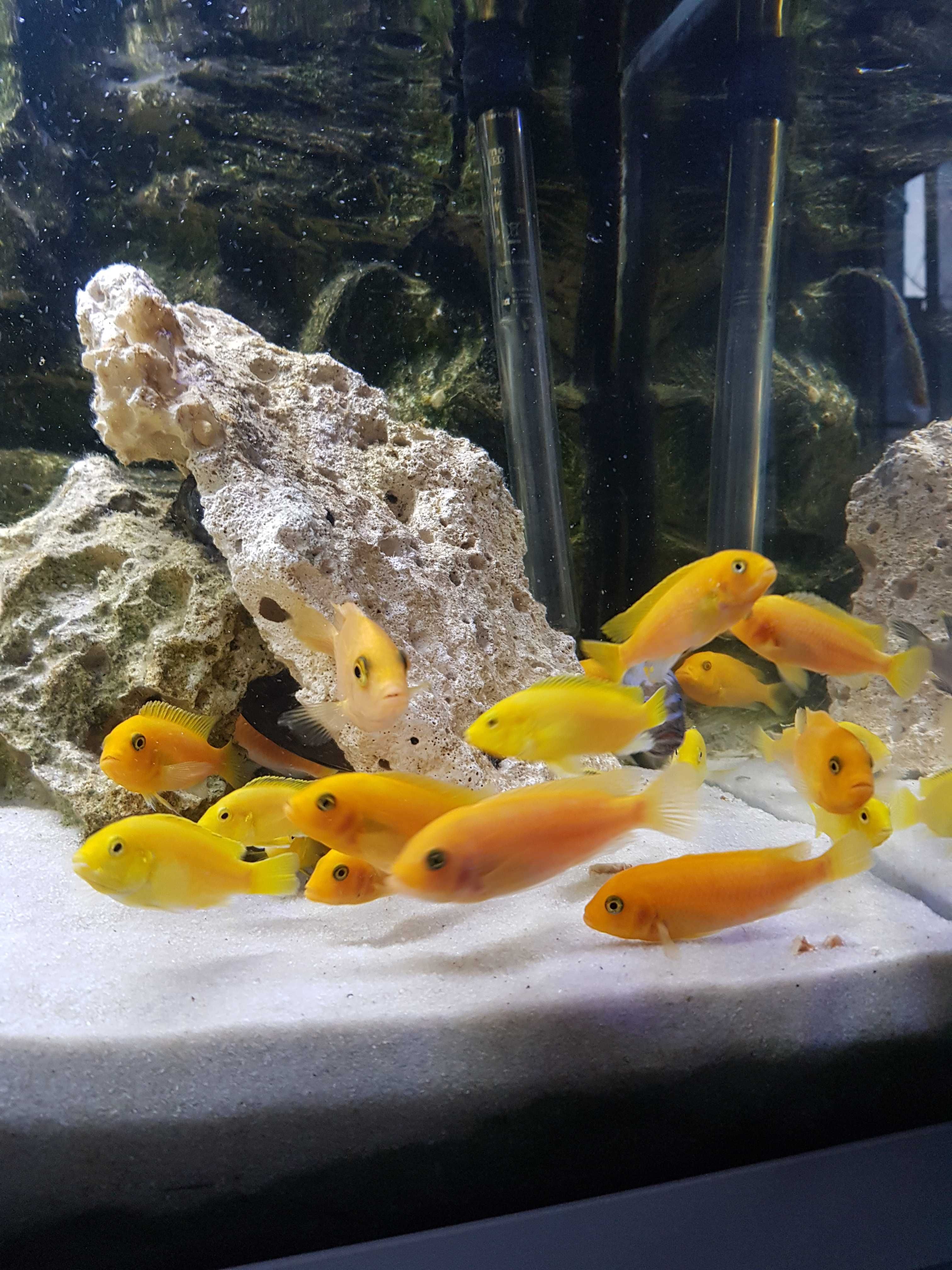 Pyszczaki Yellow, pyszczak żółty, harem 1+3