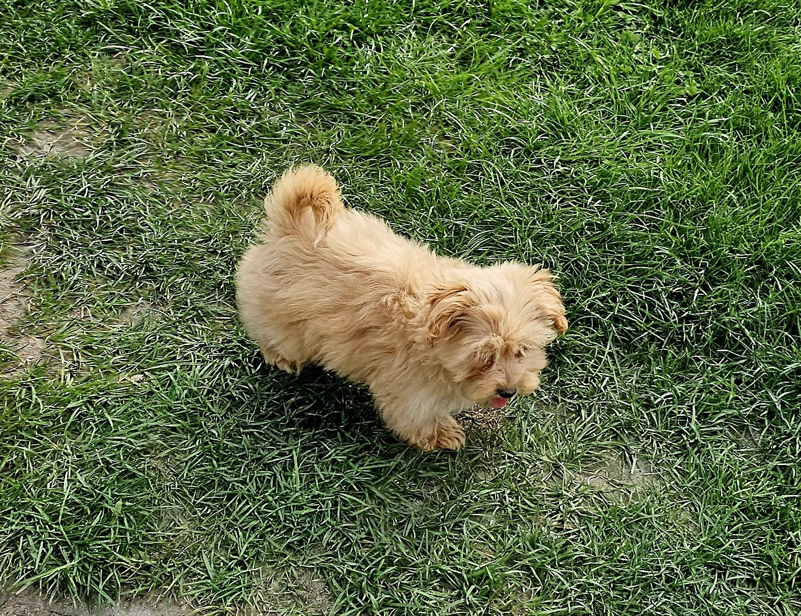 Maltipoo suczka mini 3 msc