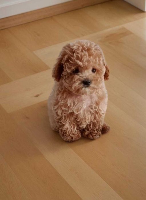 Чудо девочка мальтипу. Мини крошка.