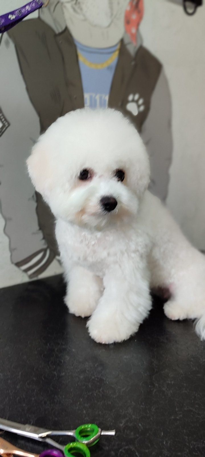 Bichon Frize з документами КСУ