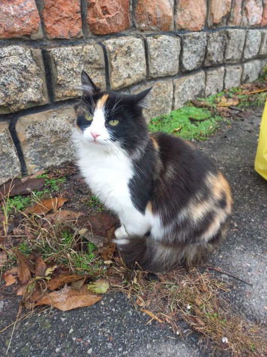 Триколорка проситься в сім'ю.