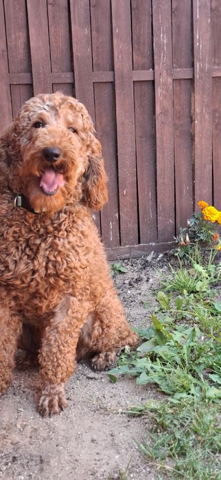 Szczenię pudel średni red z metryką