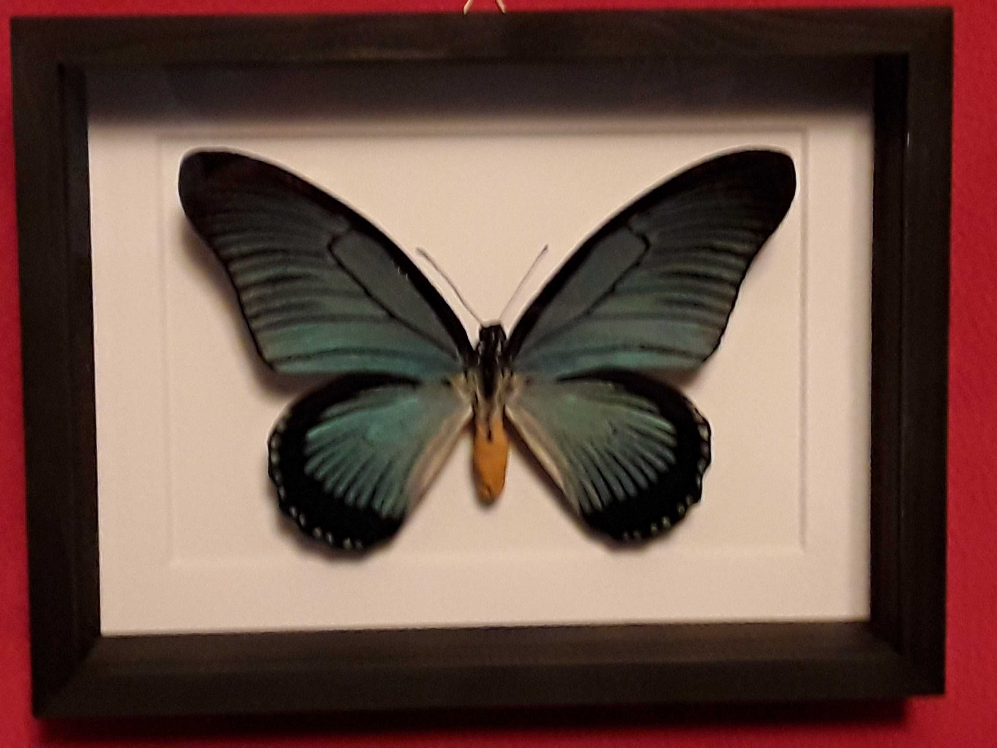 Motyl w ramce 20 x 15 cm . Papilio zalmoxis 135 mm .