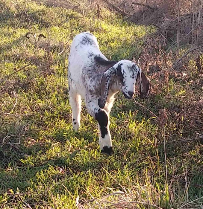 Козочка англо - нубийская