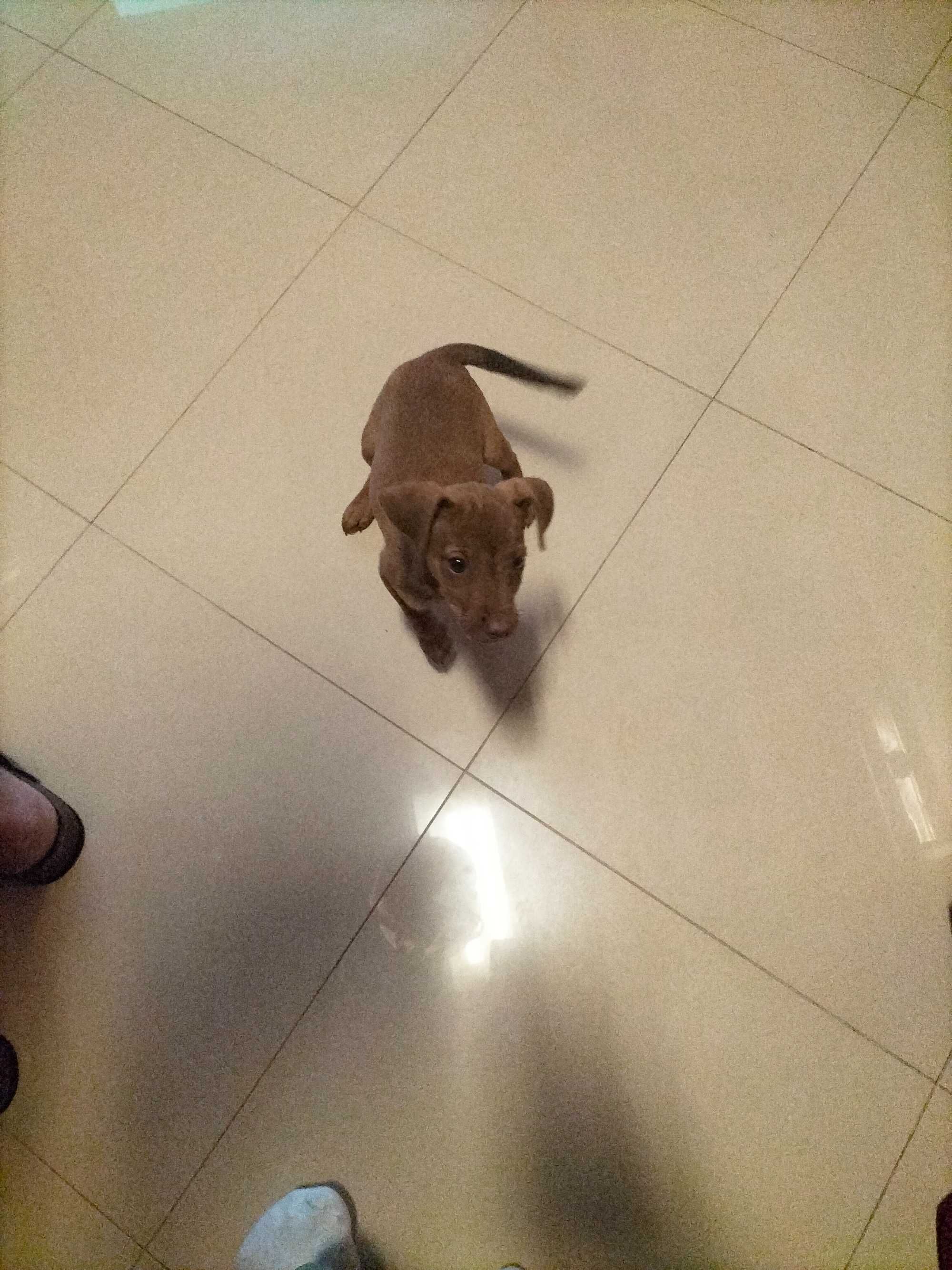 Pinscher fêmea 3 meses