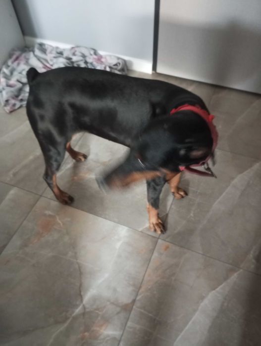 Oddam za darmo suczkę rasy dobermann