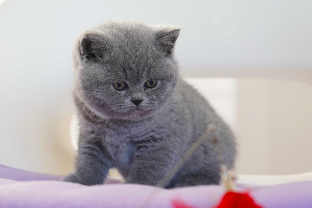 kocięta brytyjskie kot brytyjski kocur brytyjski kotka brytyjska