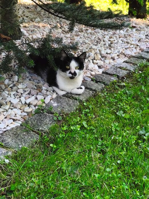 Kot, kocurek do adopcji.