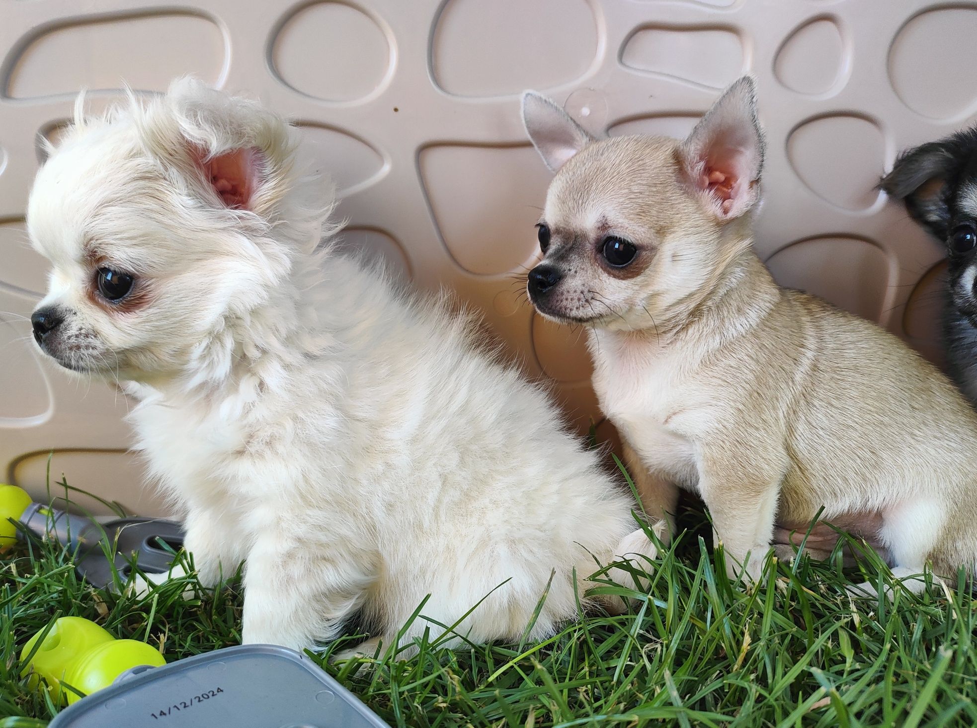 Chihuahua beżowy piesek kdótkowłosy