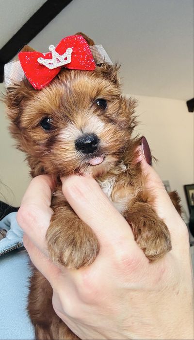 Yorkshire Terrier ocean pearl