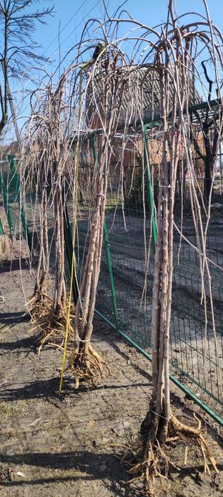 Шовковиця плакуча. Шелковица плакучая.